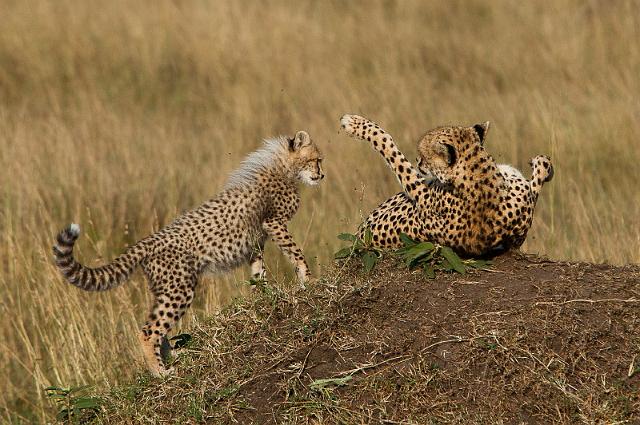 016 Kenia, Masai Mara, jachtluipaarden.jpg